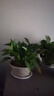 綠蘿盆栽室內客廳綠植花卉 家用凈化空氣綠籮植物吸除甲醛吊蘭 高26CM【原裝+托盤(pán)】4盆+5肥 曬單實(shí)拍圖
