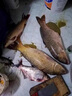 久巖一目亮大物夜光漂日夜兩用超靈敏翹嘴鰱鳙浮漂加粗尾醒目魚(yú)漂 一目亮03-5050-大物青草鯉鉛5.0g ---贈5粒311小電池--- 曬單實(shí)拍圖