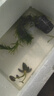 森悠（SARYOR）香蕉草水草植物真草魚(yú)缸水草造景魚(yú)草缸綠植新手懶人養魚(yú)睡蓮浮萍 小號香蕉草1顆 曬單實(shí)拍圖