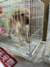 寧寵 拉布拉多犬拉布拉多幼犬拉不拉多寵物狗活體小狗狗崽導(dǎo)盲犬活物 寵物級 曬單實拍圖