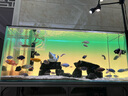 老漁匠魚(yú)缸背景燈板led南美缸水草缸水族箱觀(guān)賞照明燈rgbw發(fā)光板 漸變背景板120*50cm-APP控制遠程操控 曬單實(shí)拍圖