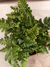 萌肉居狼尾蕨盆栽蕨類植物微景觀室內(nèi)喜陰綠植狼尾蕨原盆土源頭直發(fā) 曬單實(shí)拍圖