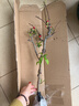 中夢海棠花盆栽樹苗老樁長壽冠陽臺庭院花卉綠植物盆景 長壽冠海棠 5年大苗 【1棵裝】 不含盆 曬單實拍圖