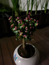 花翁多肉植物盆栽老樁室內花卉 棒棒糖型金枝+提拉米蘇盆源頭直發(fā) 曬單實(shí)拍圖
