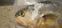 尚致冰鮮黃花魚(yú)青島新鮮大黃魚(yú)生鮮黃魚(yú)鮮活冷凍特大深海魚(yú)海鮮禮盒 大黃花魚(yú)1斤/條【4條】 曬單實(shí)拍圖
