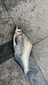 曾小藥 曾大盆快意江湖人工合成釣魚麝香酒黑坑野釣釣魚小藥鯽魚鯉魚藥 麝香酒 曬單實拍圖