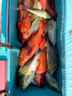 伊酷達(dá)（ECOODA） HAS三代11軸魚線輪前卸力防海水紡車輪磯釣漁輪遠(yuǎn)投海釣船釣輪 3000型 曬單實(shí)拍圖