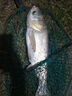 伽瑪精工19調(diào)手竿手桿綜合大物鰱鳙魚釣竿碳素臺(tái)釣竿小錐度巨物釣魚竿 7.2m 【雙吊牌-T1100+M400X碳布】 曬單實(shí)拍圖