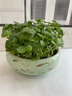 開(kāi)時(shí)果 銅錢(qián)草水培盆栽帶葉發(fā)貨 綠植物水生金錢(qián)草桌面盆景源頭直發(fā)包郵 【約300-400棵】8寸游魚(yú)荷花瓷盆 【精品銅錢(qián)草-帶葉子】 曬單實(shí)拍圖