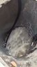 揚(yáng)子（YANGZI）高壓管道疏通機(jī) 下水管道高壓清洗機(jī) 物業(yè)小區(qū)大功率疏通機(jī)市政管道水老鼠管道疏通 【220V】3KW 200bar 25L水流 曬單實拍圖