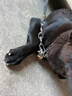 甜苗苗狗鏈子p鏈牽引繩狗鏈項(xiàng)圈栓狗遛中大型犬脖圈脖套鏈金屬防咬鐵鏈 狗鏈子項(xiàng)圈【加厚4.0絲粗】 55厘米(建議40-50斤) 高硬度,經(jīng)久耐用 曬單實(shí)拍圖
