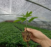 廣西指毛桃正宗五叉虎中藥材可產(chǎn)地帶土發(fā)貨果樹種植長七指樹苗 15cm(含)-30cm(不含) 10棵五指毛桃苗 曬單實(shí)拍圖