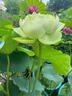 荷花藕種觀(guān)賞盆栽水養蓮花缸栽蓮藕苗魚(yú)池塘水生植物花卉碗蓮睡蓮 精選荷花苗【黃心蓮】3株裝 不含盆 曬單實(shí)拍圖