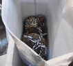 【活蟹】尋錦旗艦店 興化大閘蟹 特大六月黃螃蟹現貨生鮮水產(chǎn)禮盒 只只爆黃 1.2兩-1.5兩  5對10只 曬單實(shí)拍圖