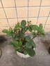 邦克仕（Benks）適用華為 Mate 70手機(jī)保護(hù)殼 華為Mate70防摔磁吸殼 輕砂耐磨男女款保護(hù)套不易沾指紋 黑 曬單實(shí)拍圖