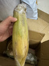 土地母親計(jì)劃 云南水果玉米甜玉米 蔬菜新鮮甜嫩金銀水果玉米棒鮮玉米 凈重3斤 單果260g+ 曬單實(shí)拍圖