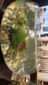 森悠（SARYOR）斑馬魚小型觀賞魚水草缸群游熱帶魚活體魚 混色老虎天使套餐8條 曬單實拍圖