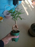 免費領(lǐng)取 幸福樹(shù)盆栽提根綠寶植物盆景四季常室內發(fā)財樹(shù)金錢(qián)樹(shù) 原盆土提根綠寶【養殖盆】隨機款 曬單實(shí)拍圖