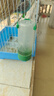 鸚鵡飲水器小鳥喝水器鴿子食槽蘆丁雞食盒喂食神器鳥用自動(dòng)喂食器 大號(hào)飲水器+大號(hào)喂食器【送加料器】 曬單實(shí)拍圖