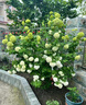 寶御安歐洲木繡球花苗庭院風(fēng)景樹(shù)露臺花園盆栽花卉耐熱耐寒植物好養易活 大5加侖盆栽 新手入 曬單實(shí)拍圖