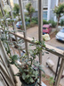 申堰【2顆】碎冰藍玫瑰玫瑰老樁花卉綠植盆栽陽臺花卉玫瑰花盆栽室內(nèi) 稀有黑巴克/共【2顆】 曬單實拍圖