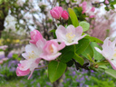 特大肉絲瓜種春夏秋季特長(cháng)絲瓜籽農家庭院爬藤種子蔬菜菜種子 【節節有瓜】肉絲瓜種子 原裝: 1袋【約30?！?宋肥料 曬單實(shí)拍圖