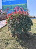 晨際紅葉石楠大樹(shù)苗火焰紅石楠球形小葉瓜子黃楊球庭院綠化樹(shù)苗木耐寒 紅葉石楠60厘米冠幅 201cm(含)-230cm(含) 曬單實(shí)拍圖