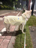 MIKI PAD大狗狗涼涼衣夏天防曬涼感衣服金毛邊牧中大型犬寵物薄款透氣背心 夏日黃【升級款】涼感防曬 4XL胸圍75cm（參考體重36-45斤） 曬單實(shí)拍圖