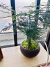 文竹盆栽植物室內客廳中式禪意微盆景辦公桌面花卉創(chuàng  )意迷你小綠植 精品文竹+原生盆+肥料 帶盆栽好 曬單實(shí)拍圖