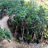 濱淇桂花樹(shù)苗盆栽庭院地栽嫁接金桂耐寒綠化苗木 2CM帶原土源頭直發(fā) 曬單實(shí)拍圖