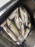傳世達(dá)瓦官方日本進(jìn)口達(dá)瓦魚竿手竿十大旗艦品牌套裝輕量大物竿鰱鳙釣魚竿 3.6m 【5H28調(diào)綜合版】+竿稍+禮包 曬單實拍圖