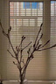 玉蘭花水培水養(yǎng)綠植花卉遇水開(kāi)花樹(shù)苗盆栽帶花苞干枝耐寒鮮切白紫 【新手試種】鮮切紫玉蘭40-50cm2枝+專(zhuān)用營(yíng)養(yǎng) 裸根不帶土 曬單實(shí)拍圖