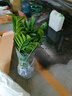 聽雪樓金錢樹盆栽植物室內(nèi)花卉客廳陽臺綠植大搖錢串子小發(fā)財樹盆栽h 金錢樹80-90厘米 含原盆 曬單實(shí)拍圖