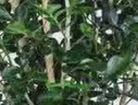 行湘九里香盆栽七里香盆景綠植 叢生九里香+中號菱形陶瓷盆 源頭直發(fā) 曬單實(shí)拍圖