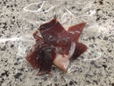 知鮮之鮮竹蓀菌新鮮【順豐空運】云南竹蓀花竹笙紅托竹蓀肉厚 新鮮竹蓀 順豐空運次日達 250g 曬單實拍圖