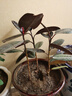 御卉閣 室內客廳綠植花卉盆栽 觀(guān)葉綠色植物 黑金剛 橡皮樹(shù) 高檔大型綠植盆栽 不含盆 橡皮樹(shù) 20厘米左右3棵帶盆栽好發(fā)貨 曬單實(shí)拍圖