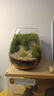 苔蘚微景觀創(chuàng)意桌面微觀造景植物擺件禮物減壓綠植生態(tài)瓶diy材料 精靈小鎮(zhèn)-材料包-瓶子+素材+工具 曬單實(shí)拍圖