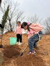 曼杉園 側柏樹苗 扁柏樹松柏庭院綠化葉綠化苗木陵園墓地礦荒山造林 1.5米左右 不含盆 曬單實拍圖