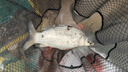 縱橫黑坑鯽魚(yú)散炮123#黑坑混養黑科技魚(yú)餌江湖漁具谷物香翹嘴 縱橫黑坑1#2#3#（共3包） 曬單實(shí)拍圖