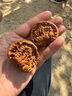 老核農(nóng)玉化蛇頭官帽聚寶盆核桃手把件古玩麻核桃古玩把玩手玩文玩核桃 44-45m深清蛇頭 曬單實(shí)拍圖