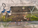 JCZS德國魚(yú)缸過(guò)濾制氧一體機超靜音客廳循環(huán)水泵凈水器三合一魚(yú)馬桶 【4W/吸便適用于20cm魚(yú)缸】硝化菌+培養菌套餐 曬單實(shí)拍圖