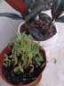 御春閣含羞草盆栽植物室內(nèi)害羞草辦公室盆栽桌面水培植物花草綠植 1盆含羞草簡(jiǎn)易原盆原土發(fā)貨 曬單實(shí)拍圖