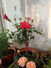 扶?；ㄅ柙灾匕陰Щòt色朱瑾牡丹草陽(yáng)臺(tái)四季開(kāi)花卉室內(nèi)植物綠植 大紅色重瓣【帶花苞】7年苗（原 含盆 曬單實(shí)拍圖