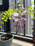 寶御安紫藤花樹苗耐寒耐旱爬藤植物豐花長穗紫藤蘿庭院盆栽地栽好養(yǎng)花卉 紫藤花樹苗1.5公分粗 曬單實(shí)拍圖