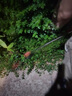 晉陽(yáng)湖割草機(jī)電動(dòng)除草機(jī)充電式大功率小型家用手持鋰電打草機(jī)草坪機(jī) 實(shí)用款鋰電割草機(jī)[兩電一充] 送合金刀片+鋸片+塑料刀頭+手套 曬單實(shí)拍圖