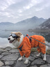 MIKI PAD狗狗雨衣中大型犬寵物沖鋒衣狗雨衣金毛邊牧全包四腳防水雨披透氣 落日橘【全包防水】 3XL背長45cm（參考體重26-33斤） 曬單實拍圖