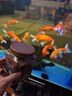 YEE魚(yú)食錦鯉飼料金魚(yú)觀(guān)賞魚(yú)專(zhuān)用蝦紅素螺旋藻增色魚(yú)糧小顆粒通用型 1.5mm混合顆?！举I(mǎi)一贈一】共720克 曬單實(shí)拍圖