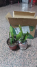 令箭荷花帶根花苗盆栽室內外花卉植物多肉陽臺觀賞重瓣售嫁接枝條 令箭荷花10~20cm高一棵 不含盆 曬單實拍圖
