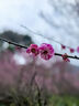 HERB綠小鳥一次性過(guò)濾性煙嘴過(guò)濾器 日本拋棄型咬嘴送男友生日禮物 2大盒（中/細(xì)兩用） 600支 曬單實(shí)拍圖