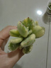 墨一熊童子多肉室內(nèi)小盆栽超萌肉肉熊爪多頭綠熊黃熊泰迪熊組合盆栽 黃熊+綠熊+白熊+泰迪熊不含盆 曬單實(shí)拍圖